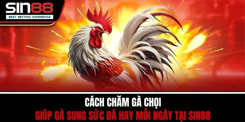 Cách Chăm Gà Chọi Giúp Gà Sung Sức Đá Hay Mỗi Ngày Tại SIN88